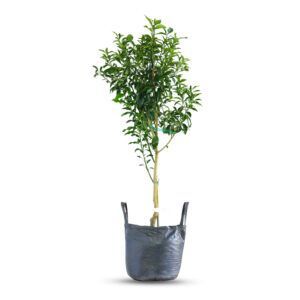 צמח תפוז סיני עם פירות כתומים קטנים וקליפה חלקה | צמח פרי ייחודי המתאים לגידול בגינה ובכלי, עם פירות הדר קטנים ואכילים